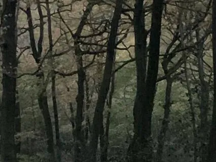 11Hr Binaural Forest Walk With Green/Brown/Pink Noise + ASMR