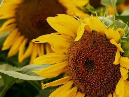 12 - Creating Abundance  | Law Of Attraction Music Series