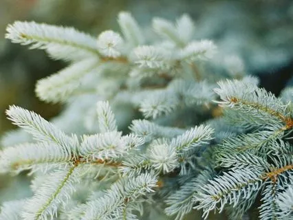 12 Days Of Christmas Day 8