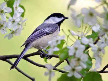 12 Hours of Birdsong