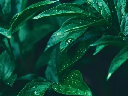 12 Hours of Green Noise for Deep Sleep and Gentle Alarm Bell