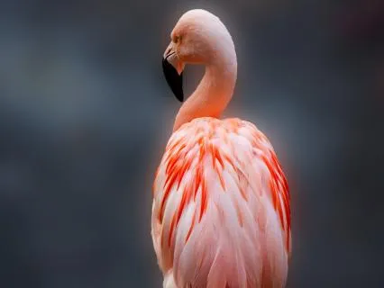 12 Hours Pink Noise for Sleep, Study, Focus