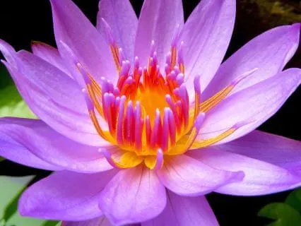 12 Hours Purple Noise for Sleep, Study, Focus