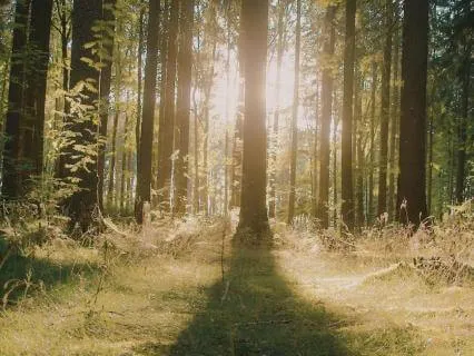 12-Min Meditation To Feel Present And Alive