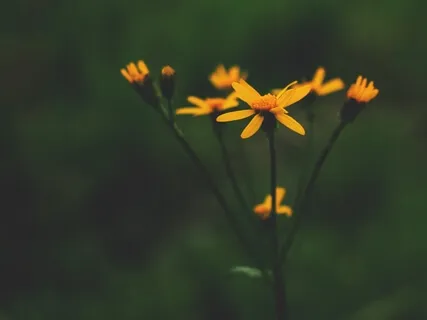 12 Minute Healing Binaural Sound Meditation (528 Hz)