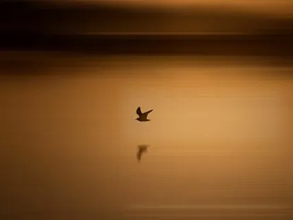 12-Minute Shiva Meditation