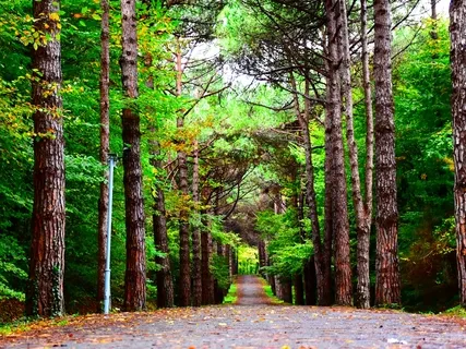 The Freedom Of Surrender (Step 1 Of The 12-Step Wisdom)