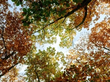 12. Unity - A Shema Meditation