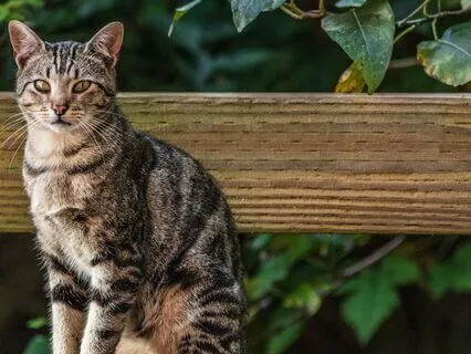 128 Hz + 256 Hz + 512 Hz Tuning Forks for Cats | Purring