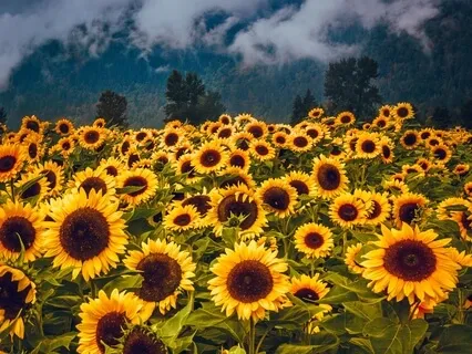 12D Shield Meditation/Activation