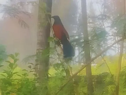 10hr Binaural Green/Brown/Pink Noise Sleep Track with Rain