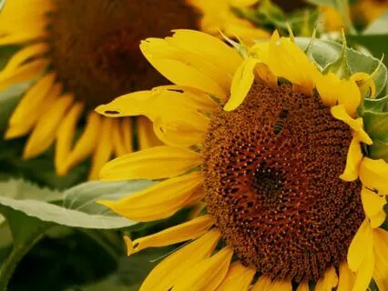 13 - Higher Self Communion | Law Of Attraction Music Series