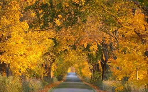 13 Minute Journey To Relaxation In A Forest