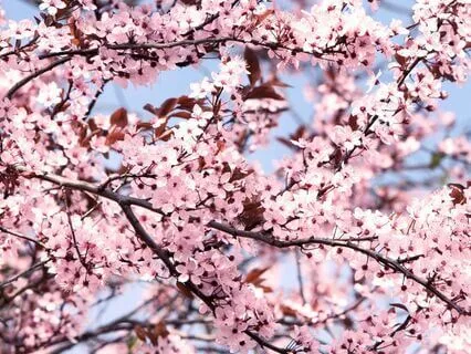 13. On Laws, The Prophet By Khalil Gibran