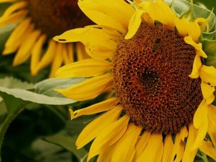 14 - Higher Guidance  | Law Of Attraction Music Series