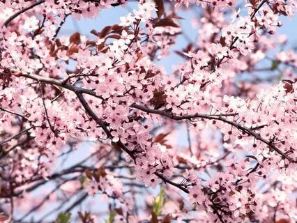 14. On Freedom, The Prophet By Khalil Gibran