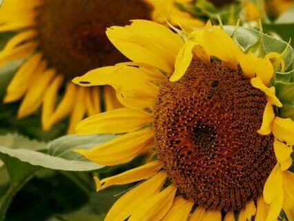 15 - Divine Energy  | Law Of Attraction Music Series