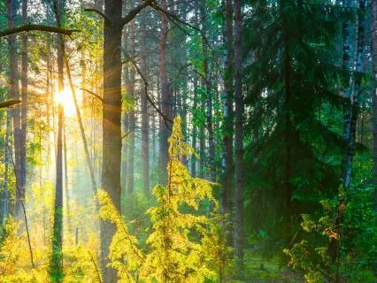 15-Minute Daily Mindfulness Practice Habit Builder
