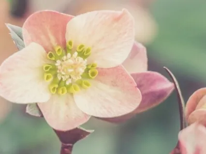 15-Minute Mindful Flow of Breath & Senses Guided Meditation