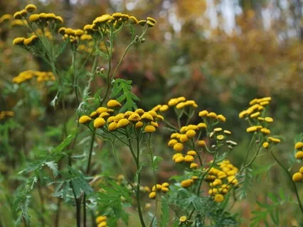 15 Minute Morning Gratitude Meditation