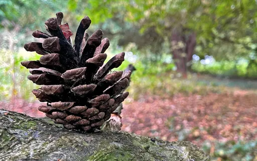 15 Minute NAP For Stress Relief & Overthinking