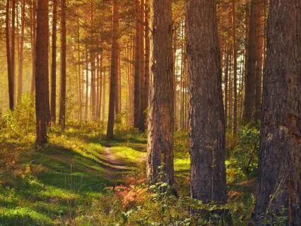 15-Minute Receiving Breath, Held By Mother Earth