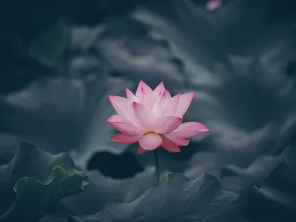 15 Minute Relaxation Music | Peace And Positivity