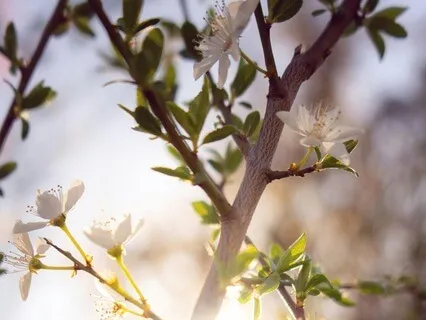 15-Minute Spring Renewal Meditation - Fresh Energy