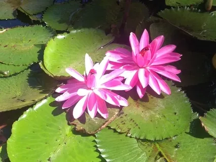 15-Minute Yoga Nidra