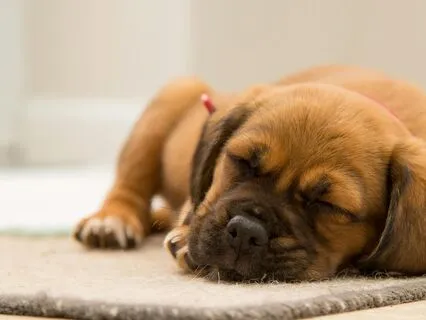 15-Minute Yoga Nidra