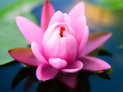 157: Living A Life Of Harmony With Ro Rusnock