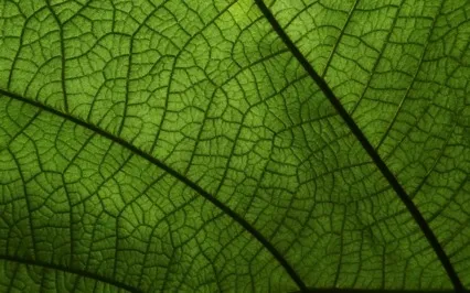 15分鐘補充能量 - 瑜伽休息術 Short Yoga Nidra to Energise your Day 