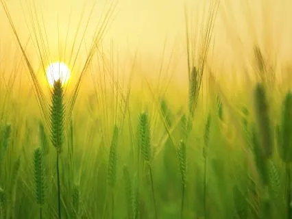 16-minute Yoga Nidra Good Morning Meditation