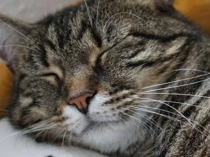 17-Minute Sleep Reset For Tired Individuals