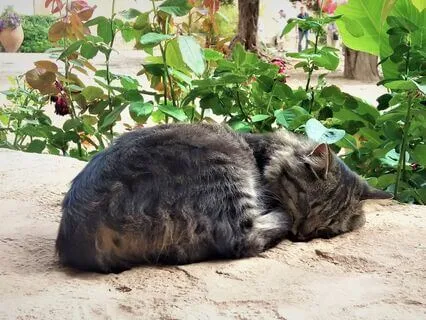 174 Hz + 285 Hz Tuning Forks For Cats & Humans (Purring)