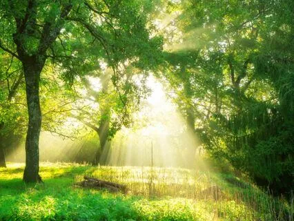 174 Hz Sacred Roots | Healing Sleep Music (Grounding)