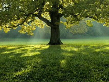 174 Hz Tree Of Life | Healing Music (Pain Relief)