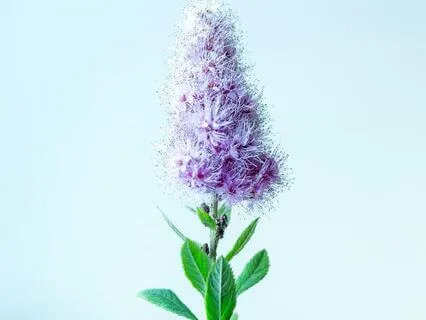 174Hz Healing And Recovery - Mind Body Repair Music