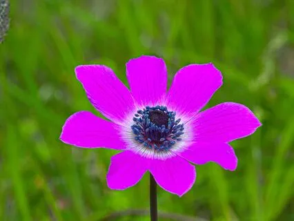 174 Hz Sleep Healing Native Flute