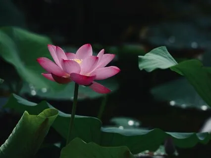 174Hz Stop Cravings & Food Noise