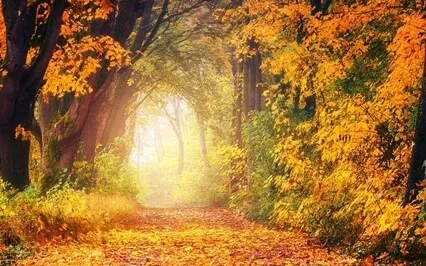 197 Hz - Heart Activation Frequency