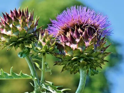 Anxiety Reduction - Zen Oasis