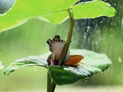 1hr Rainstorm In Woods - Refreshing Nature Soundscape