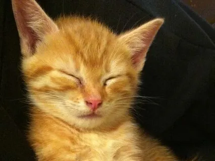 1st Ever Heidi & Cherry Story | Cat Club