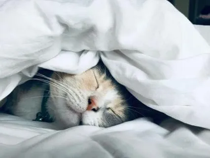 2.22 Hours Guided Yoga Nidra | Deep Sleep | Restore | Rest