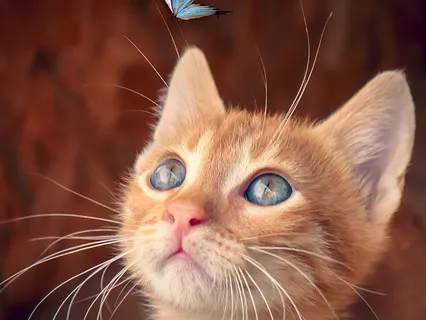 2.2 Quietude In C (CED)