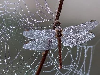 2.5 Quietude In Em (EBC)