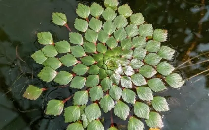 Focus | Mindful Motivation