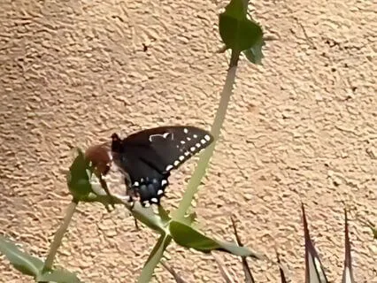 2. Healing With Affirmations WIWD