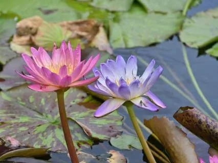 Subliminal Reality Shifting